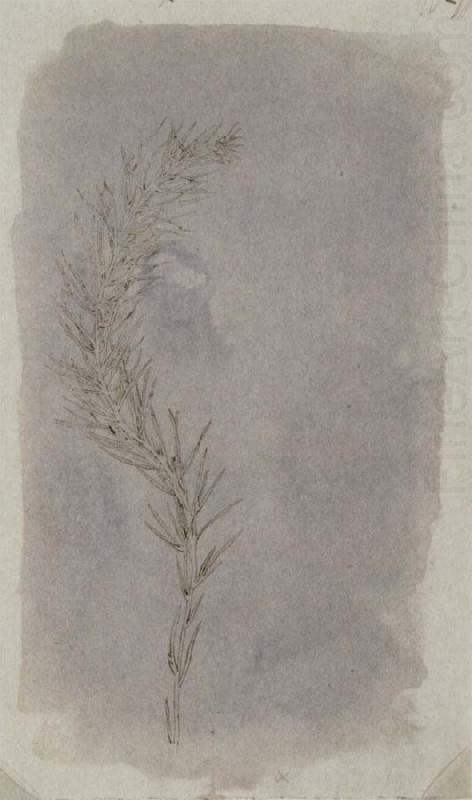 Willim Henry Fox Talbot Rosemary Twig oil painting picture